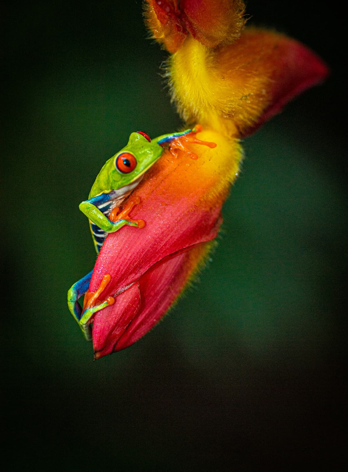 Red-Eyed Tree Frog.