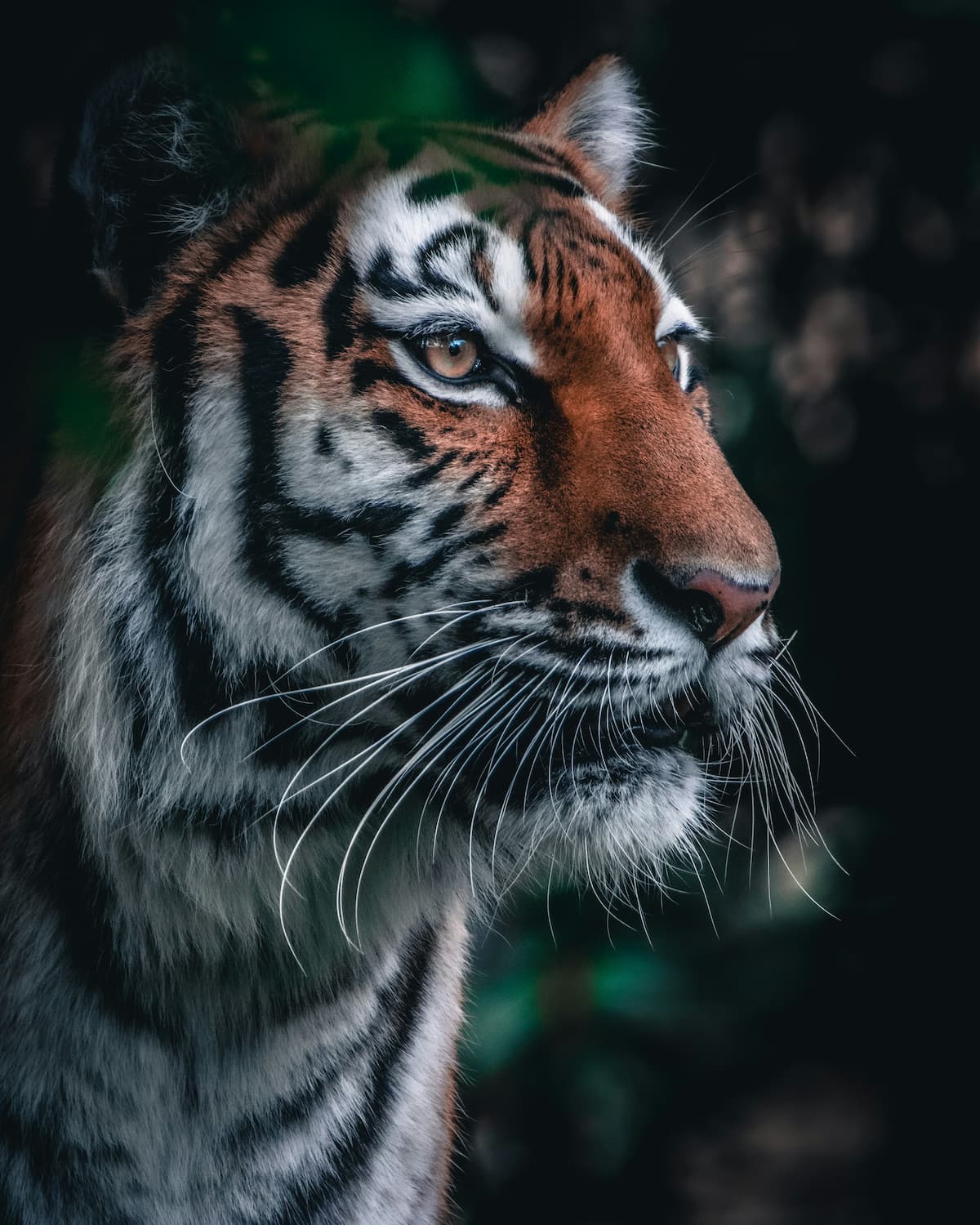 Siberian Tiger.