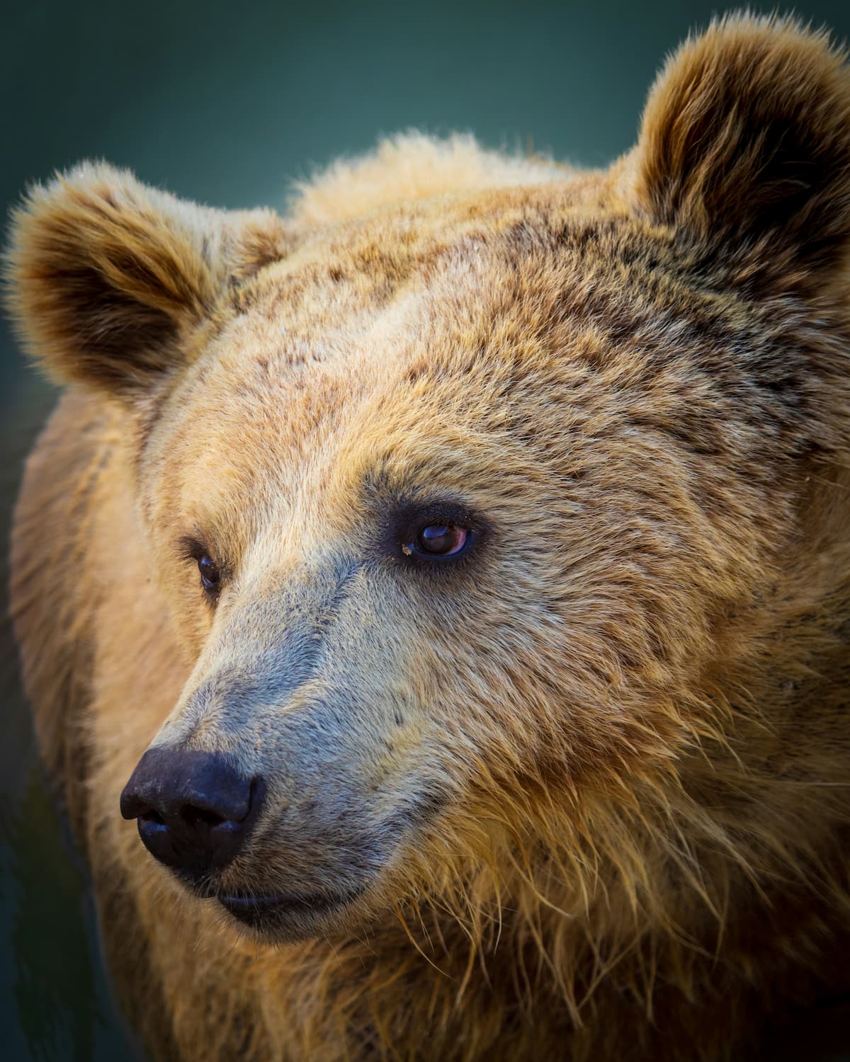 Brown Bear.